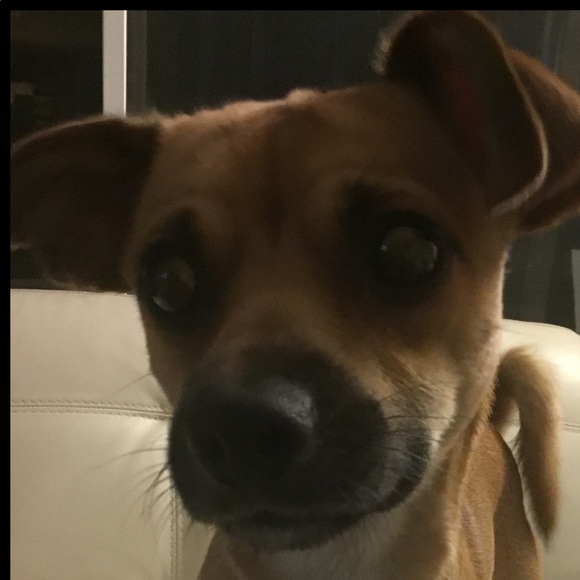 Meet your Posher, Price and my rescue babies. - Picture 5 of 8